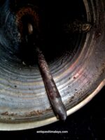 Tibetan Bell - Image 3