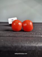 Tibetan Coral - Image 4