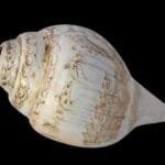 Conch Shell