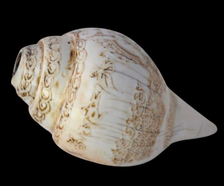 Tibet Conch Shell