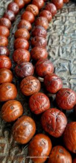 Nepal Bodhi/9mm - Image 2