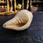 Shell Chittipati - Image 2