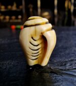Conch Shell Ivo