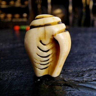 Conch Shell Ivo