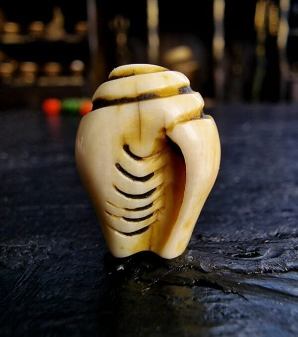 Conch Shell Ivo