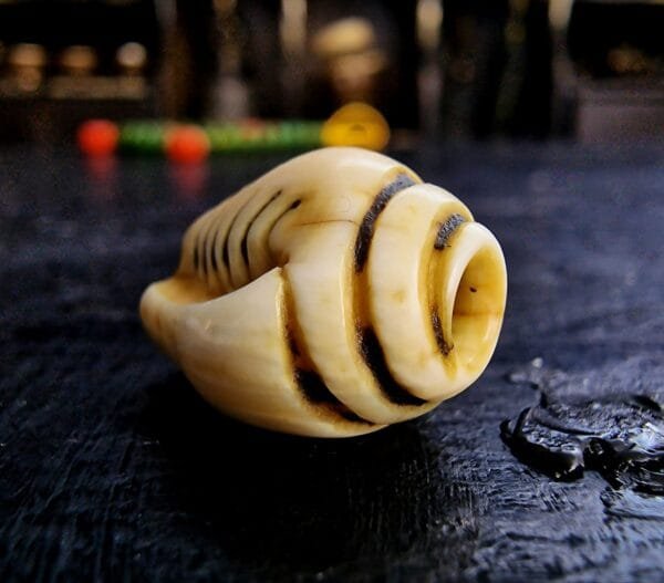 Conch Shell Ivo - Image 2
