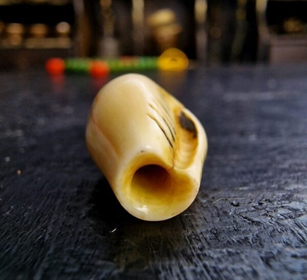 Conch Shell Ivo - Image 3