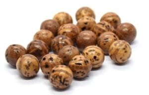 Natural body seeds from the Bodhi tree Ficus religiosa