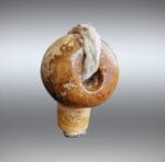 Antique Himalayan Guru Bead | Mid-20th C Relic | Mala Focal Point | Tibetan Meditation Pendant | Spiritual Talisman | - Image 13